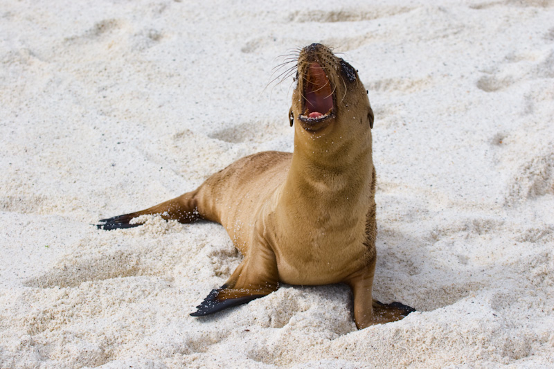 Galápagos Sealion